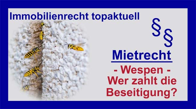 Wespen - Copyright Sylvia Horst