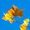 Laub - Copyright Sylvia Horst